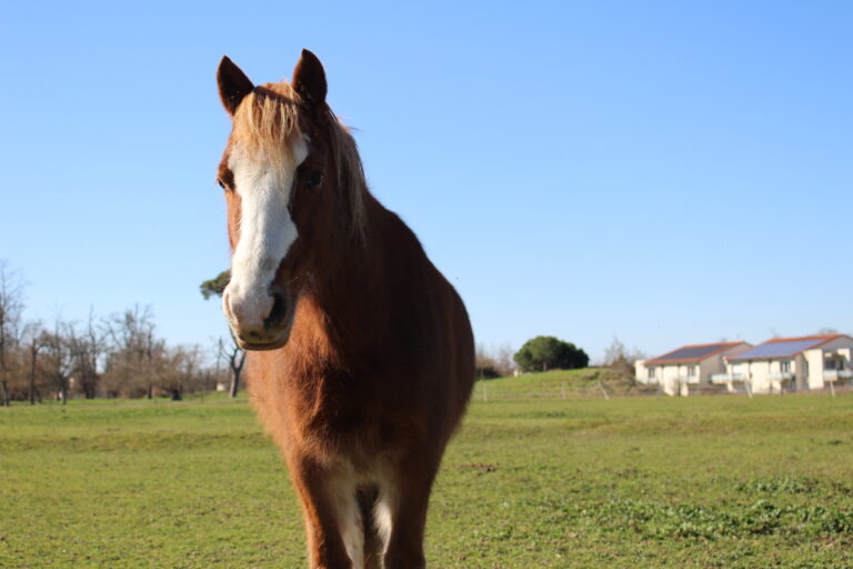 Un animal ayant une forte symbolique