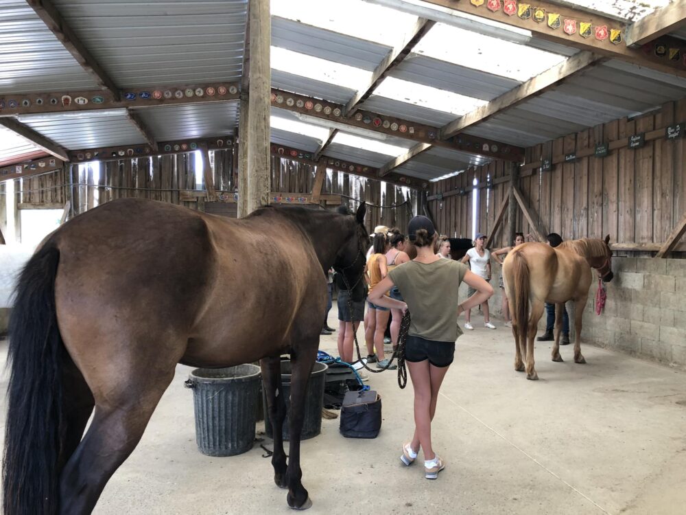 Formation de maniement du cheval d’Equithérapie