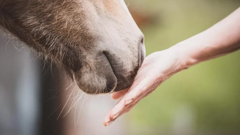Equiterra-45-pourquoi-le-cheval-pour-la-mediation-animale-1_edited