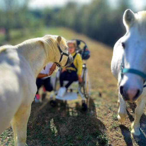 Trombinoscope Chevaux Gouny (2)